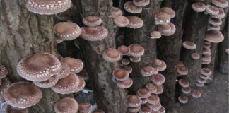 The 5 best therapeutic mushrooms endorsed by science