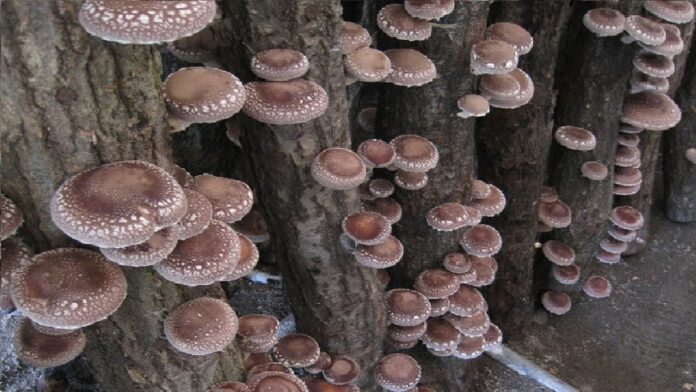 The 5 best therapeutic mushrooms endorsed by science