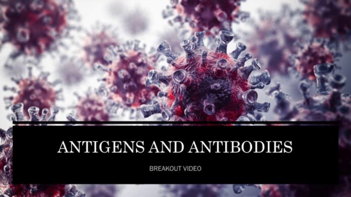 What are antigens and antibodies?