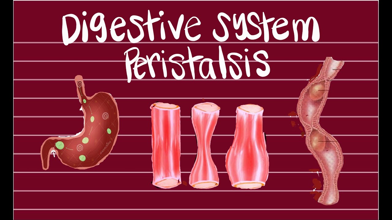 What is peristalsis?